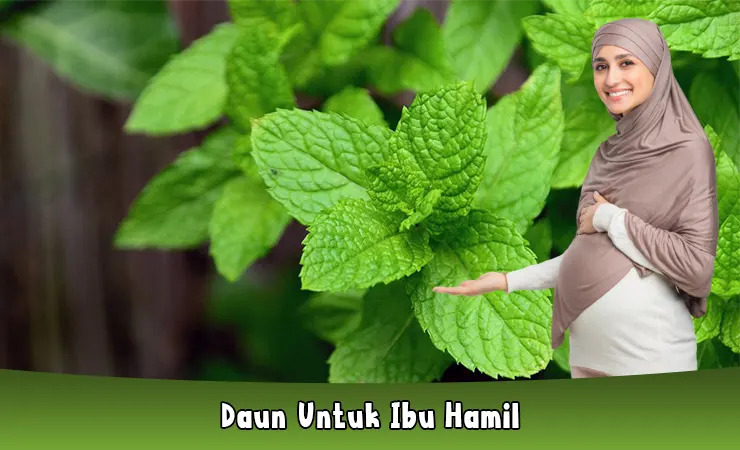 Daun Mint Untuk Ibu Hamil, Manfaat dan Cara Mengolah