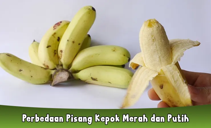 Perbedaan Pisang Kepok Merah dan Putih, Jangan Salah Pilih!