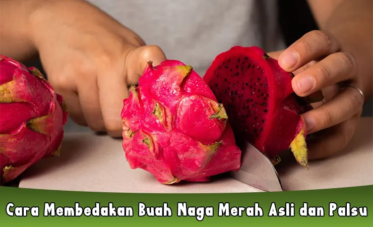 7 Cara Membedakan Buah Naga Merah Asli Dan Palsu Jangan Tertipu 7102